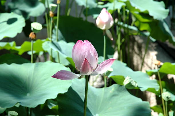 Flor - foto de acervo