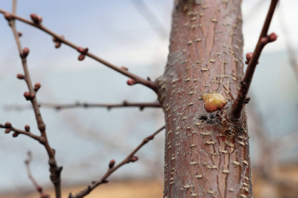 istock Close-up of a diseased tree trunk with resin leaking out. 1399547933
