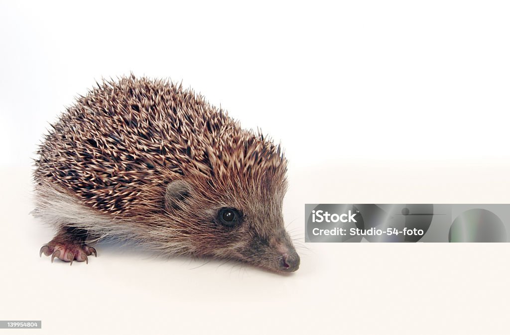 Hedgehog over white Little hedgehog, it seems he wants to ask you something :)   With large area for you text. Also can be used as wallpaper or postcard Acute Angle Stock Photo