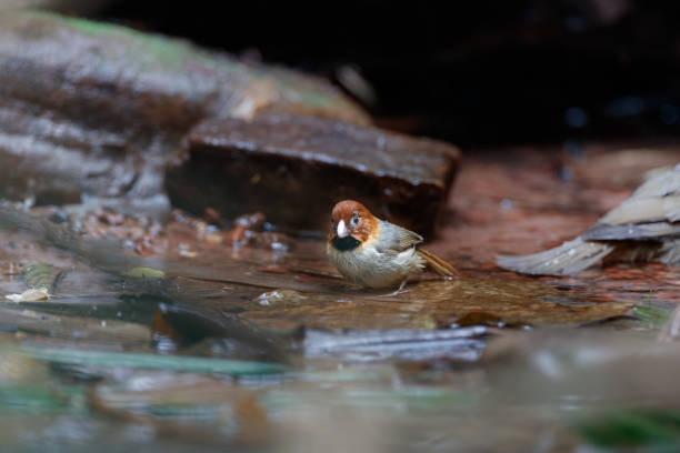 istock Parrotbill bird : adult Short-tailed parrotbill (Neosuthora davidiana). 1399549623