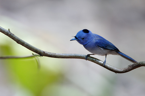 Beautiful adult male Black-naped monarch, black-naped blue flycatcher, or black-naped monarch flycatcher, uprisen angle view, side shot, perching on the big branch in tropical dry forest, national park in northeastern Thailand