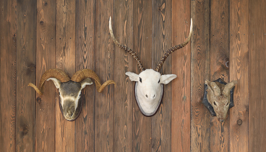 deer head with antlers on old wooden wall