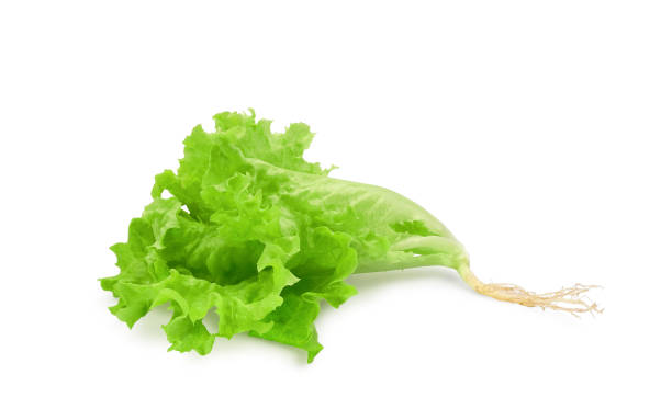 istock Lettuce salad isolated on white 1399550225