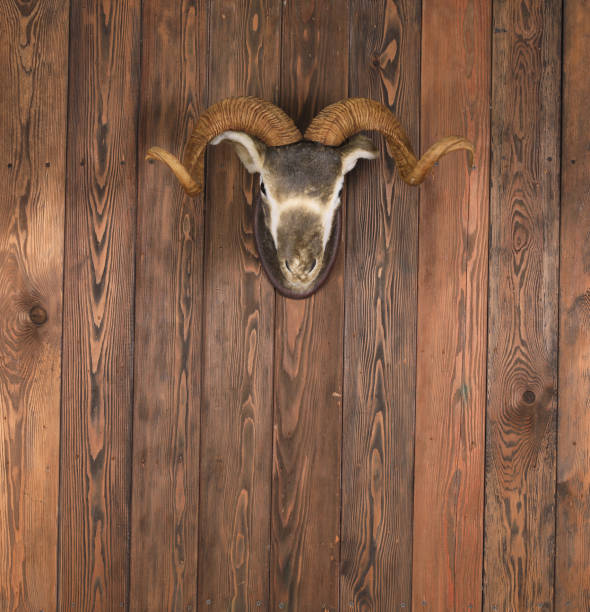 istock deer head with antlers on old wooden wall 1399551439