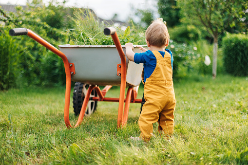 A kid in yellow pants pushes a wheelbarrow with freshly cut grass in the garden. Summer outdoor activities for young children. Rear view, space for text