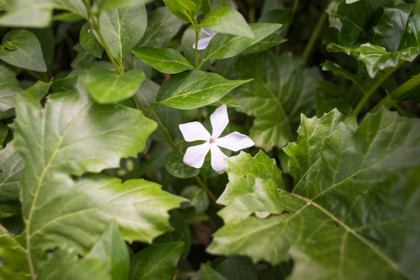 istock Little pink flower. 1399552307