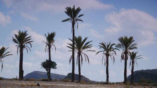 istock Palm trees in Sierra Alhamilla mountains, Spain 1399552580