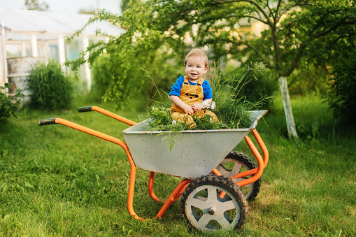 A happy child sits in a wheelbarrow on the freshly mown grass and smiles.k in nature. The concept of a country lifestyle