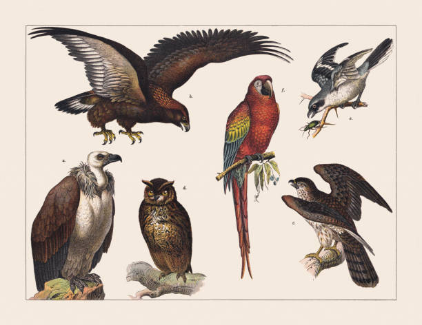 Various birds (Birds of pray, Parrot, Shrike), chromolithograph, published in 1891 Various birds (Birds of pray, Parrot, Shrike): a) Griffon vulture, or Eurasian griffon (Gyps fulvus); b) Golden eagle (Aquila chrysaetos); c) Northern goshawk (Accipiter gentilis); d) Eurasian eagle-owl (Bubo bubo); e) Red-backed shrike (Lanius collurio); f) Scarlet macaw (Ara macao). Chromolithograph, published in 1891. eurasian eagle owl stock illustrations