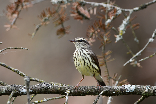 Close up of a Northern Waterthrush perched on a branch in the spring