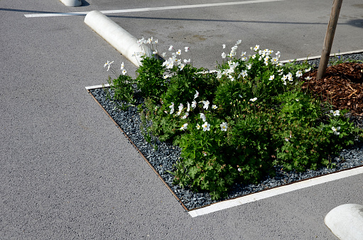 parking in the parking lot at the flowerbed in the shape of a lane with trimmed ornamental grasses. Concrete stops for vehicles when parking. the wheel rests on the concrete sleeper and stops it, anemone, sylvestris
