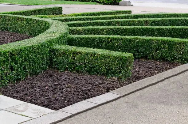 Photo of Sun with rays formed by a green boxwood fence  or Buxus sempervirens in the park