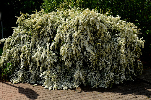 It is a shrub This compact deciduous shrub growing to a height of 1.5 m and wide bears in the spring along the arched stems small lanceolate leaves and a few white flowers at the side of the road, albiflora, grefsheim, cinerea, vanhouttei, spiraea, grefsheim, vanhoute