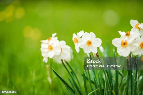 Daffodils In The Meadow Stock Photo - Download Image Now - Daffodil, Narcissus - Mythological Character, Flower