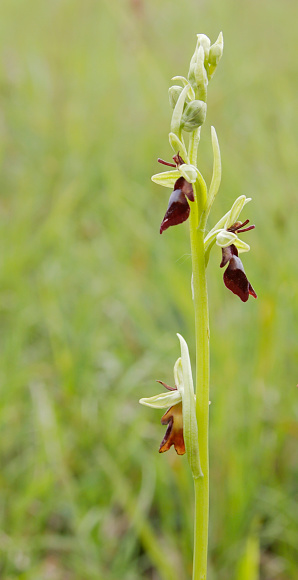 Short to medium slender. Leaves narrow lanceolate, shiny plain green. Flowers in a narrow spike, deep violet-brown with green sepals; lip narrow , 9-10mm long, 3-lobed, resembling a fly, the larger central lobe forked at the tip, with a shiny pale violet-blue zone near the base, the tip occasionally greenish or whitish.\nHabitat: Woods, scrub, coppices, fens and rough grassy, generally shadowed places, usually on calcareous soils.\nFlowering Season: May-June.\nDistribution: Throughout Europe, except the extreme N and Iceland.\n\nThis Picture is made during a long weekend in the South of Belgium in June 2006.