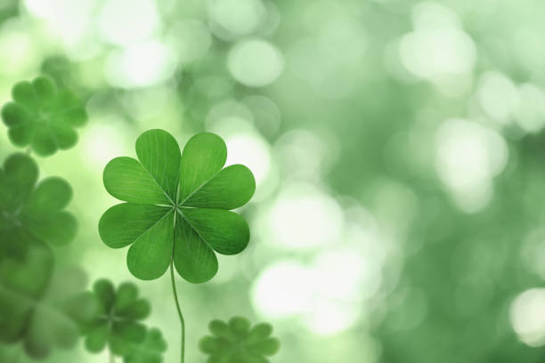 istock Beautiful fresh green clover leaf on blurred background, space for text 1399558558