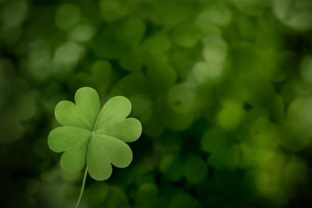 istock Beautiful fresh green clover leaf on blurred background, space for text 1399558560