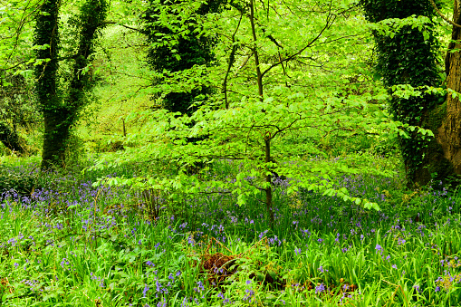 Path through bluebells in Kinclaven Woods, Scotland