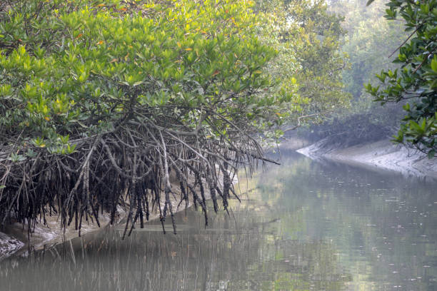 istock A canal in Sundarbans. 1399558891