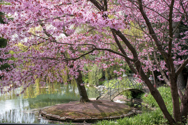 japanischer garten in schweden - trelleborg stock-fotos und bilder