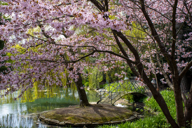 japanischer garten in schweden - trelleborg stock-fotos und bilder