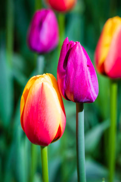 Two fuchsia tulip flowers and red-yellow in a flower bed close-up macro photography