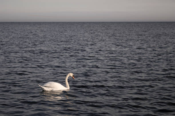 istock Lone swan on the vast ocean 1399559351