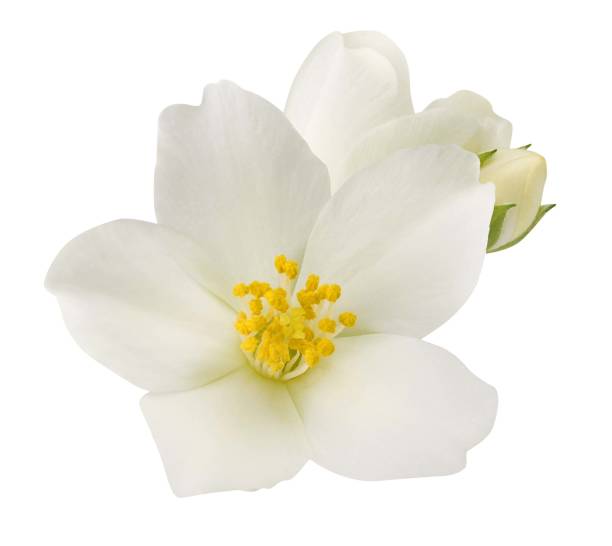 istock Jasmine flowers isolated on white background 1399560138