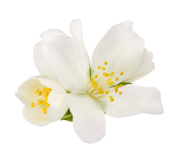 istock Jasmine flowers isolated on white background 1399560139