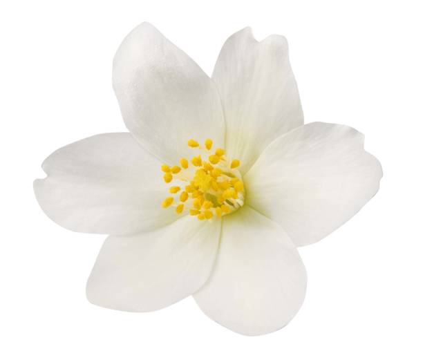 istock Jasmine flowers isolated on white background 1399560143