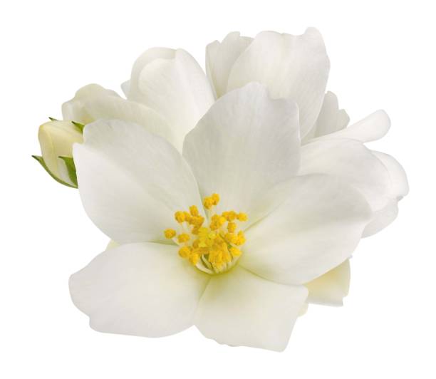 istock Jasmine flowers isolated on white background 1399560144