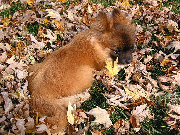 istock Lazy little puppy 139956027