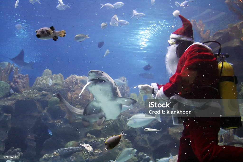 Santa Clause грудью акула - Стоковые фото Акула роялти-фри