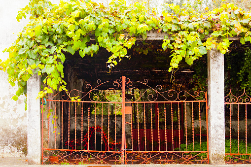 Green vine leaves over cast iron red gate, Ribeiro area,  Ourense province, Galicia, Spain.