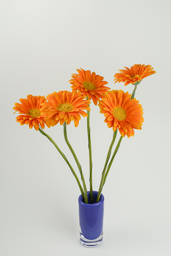 Orange gerbera flowers in blue vase isolated on white background. Copy space.