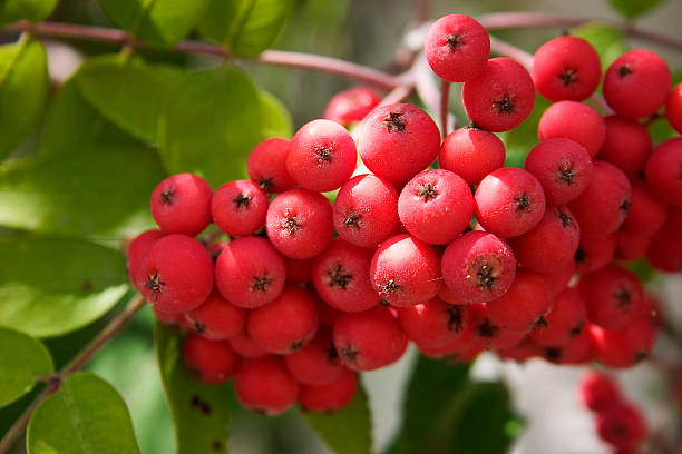 rowanberries - dekorative stock-fotos und bilder