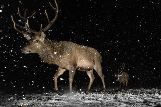 jelenie czerwone (cervus elaphus) - nocturnal animal zdjęcia i obrazy z banku zdjęć