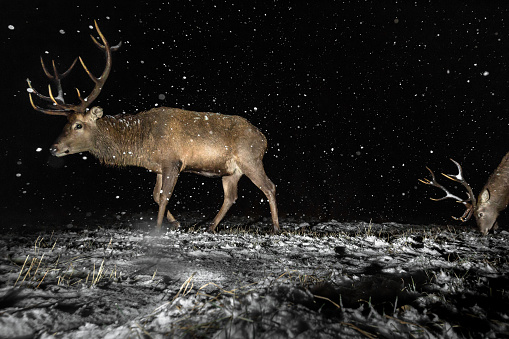 Red deer in the night from camera trap, blizzard.  European wildlife.