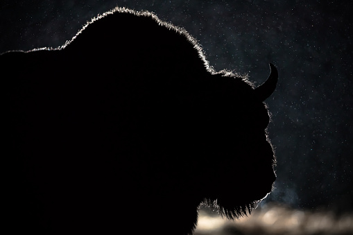 European bison in winter, night photo, Białowieża National Park