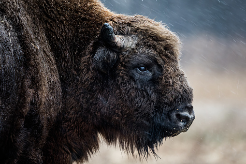 Closeup of dirty one male bull wild bison shedding fur with tail and horns on Antelope Island State Park near Great Salt Lake in Utah and tongue licking funny