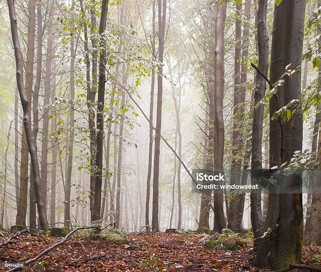 Floresta de névoa - Foto de stock de Bosque - Área arborizada royalty-free