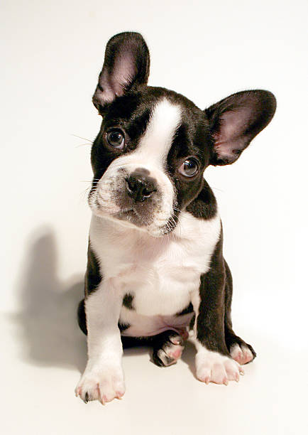boston terrier puppy