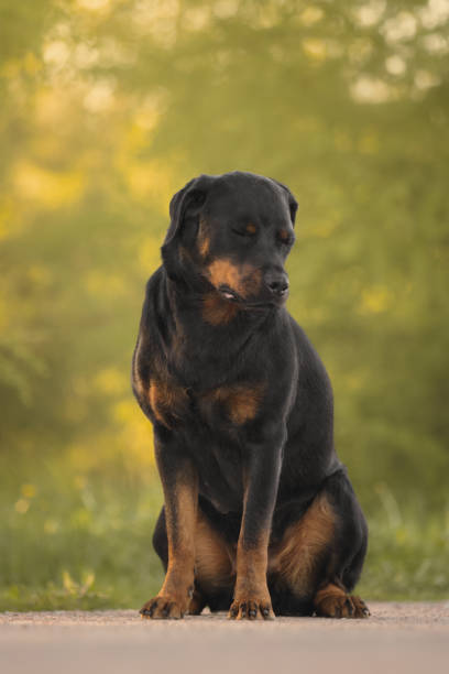 istock Cute beautiful dog rottweiler portrait 1399563059