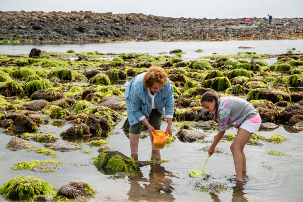 Exploring the Rock Pools A young girl and her grandmother spending the day together at Beadnell beach, North East England. They are using a bucket and fishing net to catch wildlife in the sea. tidal pool stock pictures, royalty-free photos & images