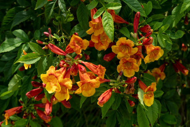 ํํYellow and orange coolor of Sparky, Yellow Bell,Tecoma stans, Trumpet flowers. stock photo