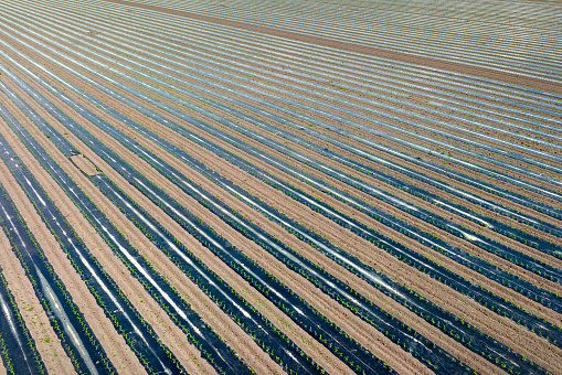 Agricultural fields and foil on a vegetable plantation - aerial view