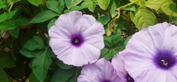 Ipomoea Cairica or Cairo morning glory is a species of Morning Glory Flowering Plant Family. It is also commonly known as Mile a minute vine, Messina Creeper, Railroad Creeper and Coast Morning Glory. This Species Flower was collected from Cairo City.
