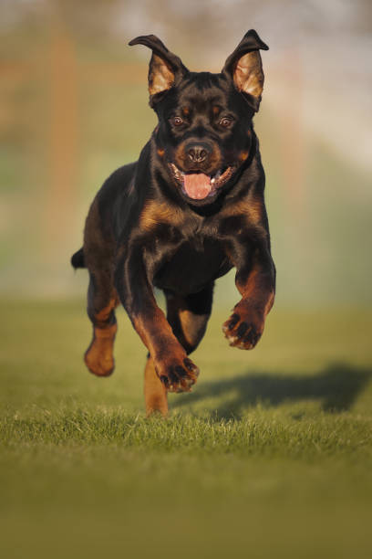 istock Rottweiler dog running across the field 1399564698