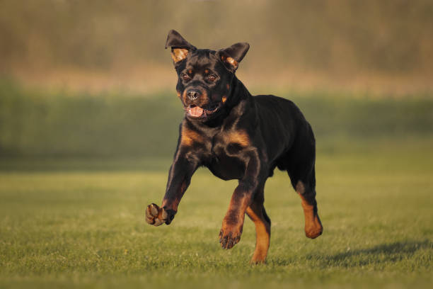 istock Rottweiler dog running across the field 1399564733