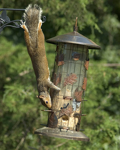Squirrel With Bird Feeder stock photo